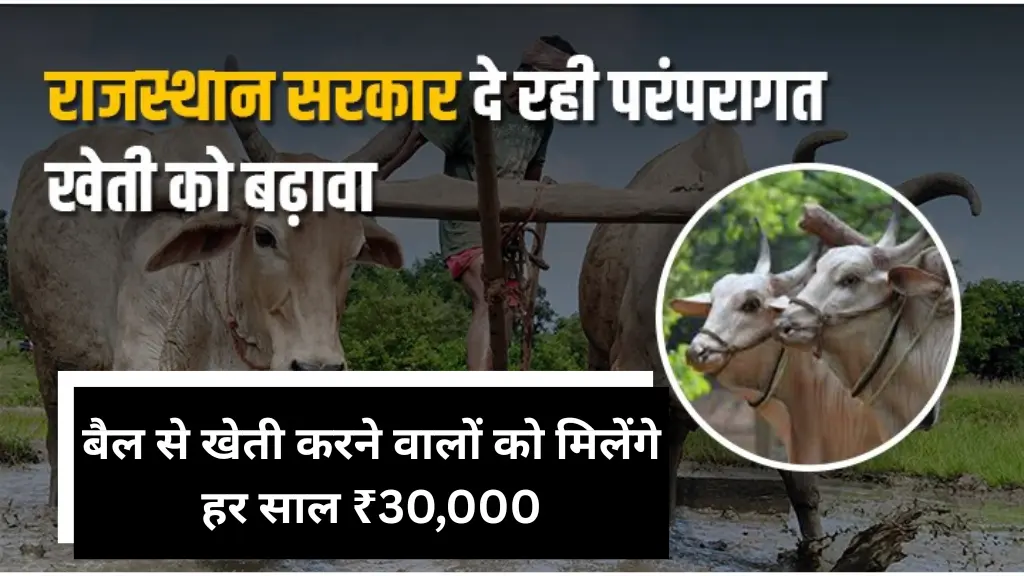 Rajasthan Government Yojana: बैल से खेती करने वालों को मिलेंगे हर साल ₹30,000, जानिए कैसे मिलेगा फायदा?